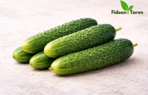 Dikenli Salatalık Fidesi | Bahçe ve Saksıya Uygun – 6 Adet
