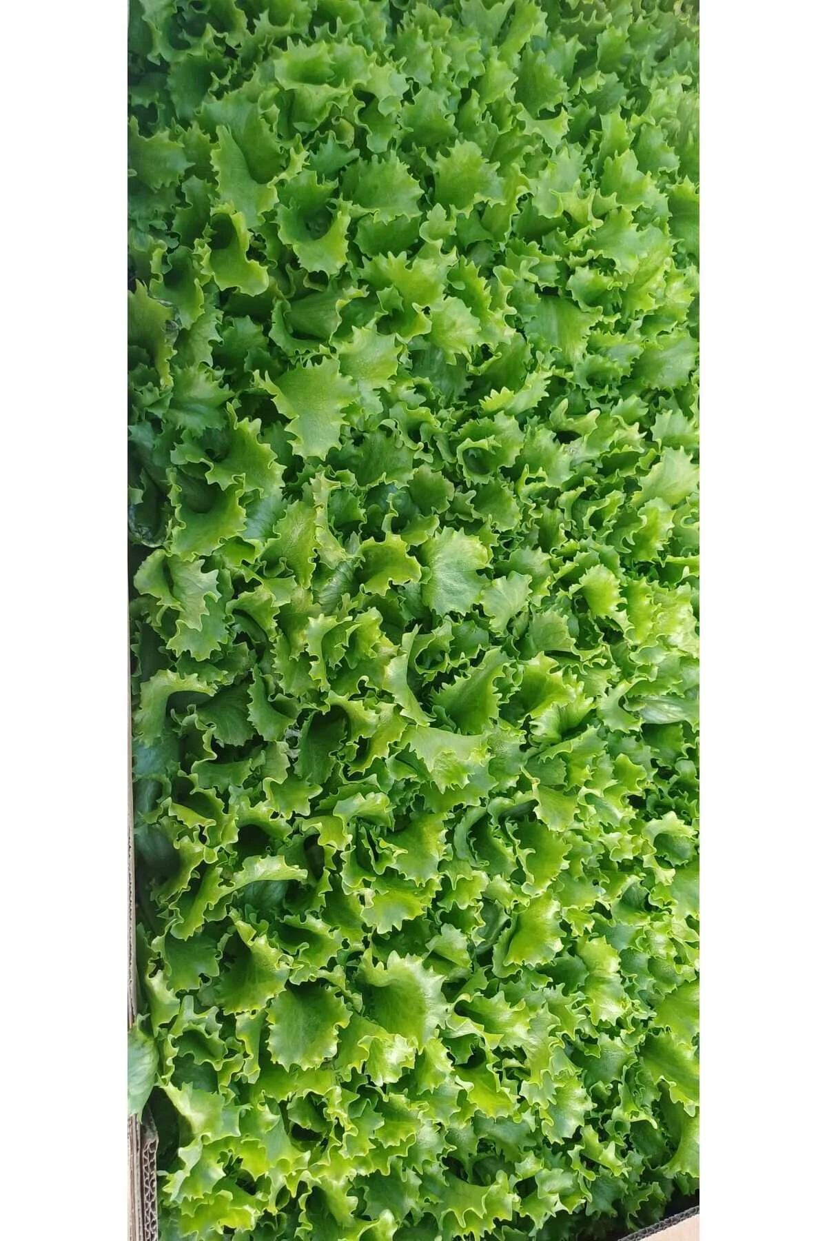 Salata Yeşillikleri Fidesi Seti | Marul – Roka – Tere | 3’lü Set – 18 Adet - Görsel 2