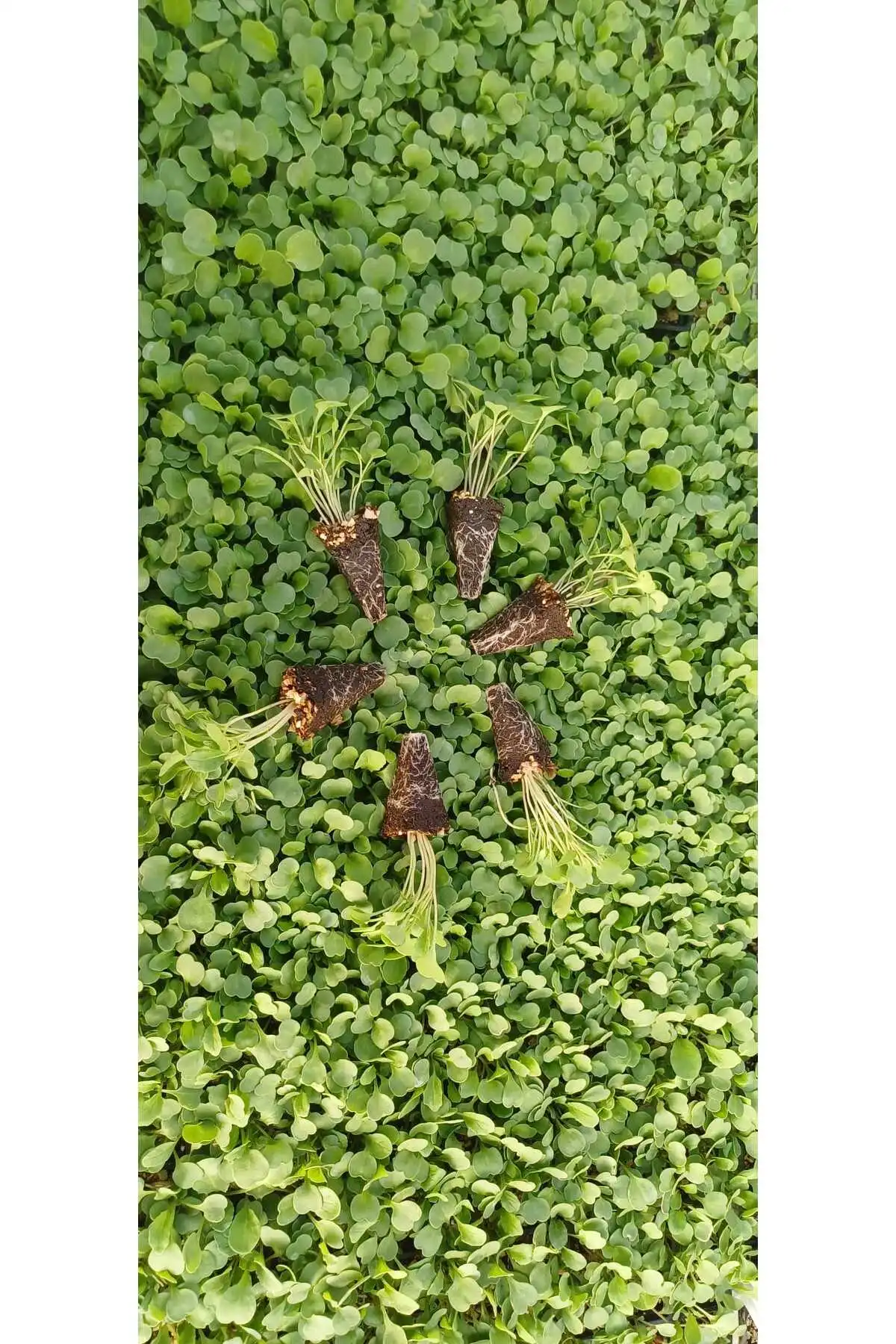 Balkon Fidesi Seti | Domates – Biber – Marul | 3’lü Set – 27 Adet - Görsel 4