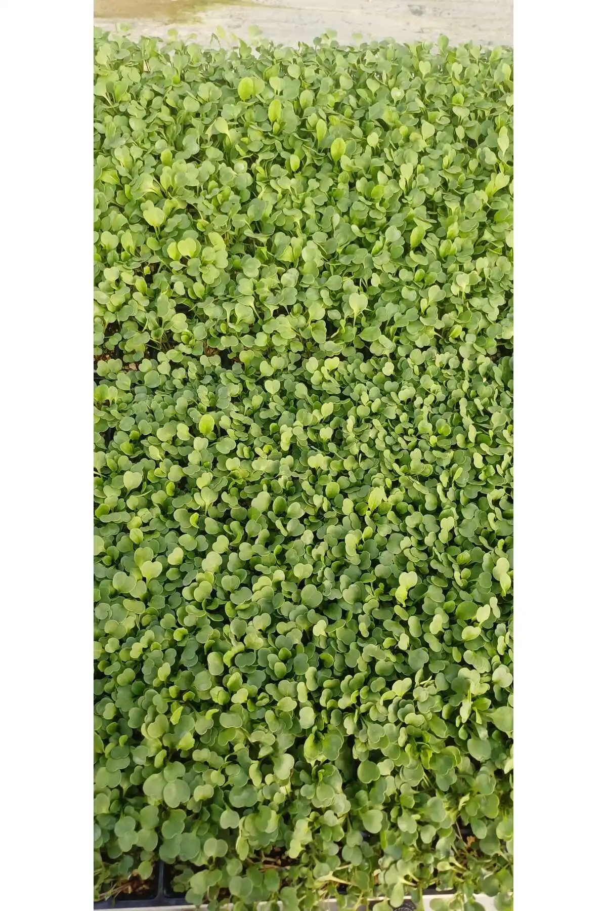 Salata Yeşillikleri Fidesi Seti | Marul – Roka – Tere | 3’lü Set – 18 Adet - Görsel 4