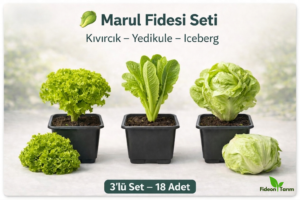 Marul Fidesi Seti | Kıvırcık – Yedikule – Iceberg | 3’lü Set – 18 Adet