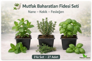 Mutfak Baharatları Fidesi Seti | Nane – Kekik – Fesleğen | 3’lü Set – 27 Adet