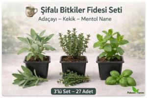 Şifalı Bitkiler Fidesi Seti | Adaçayı – Kekik – Mentol Nane | 3’lü Set – 27 Adet