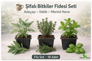 Şifalı Bitkiler Fidesi Seti | Adaçayı – Kekik – Mentol Nane | 3’lü Set – 18 Adet