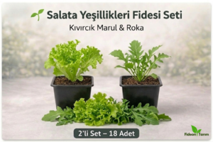 🥗 Salata Yeşillikleri Fidesi Seti | Kıvırcık Marul & Roka | 2’li Set – 18 Adet