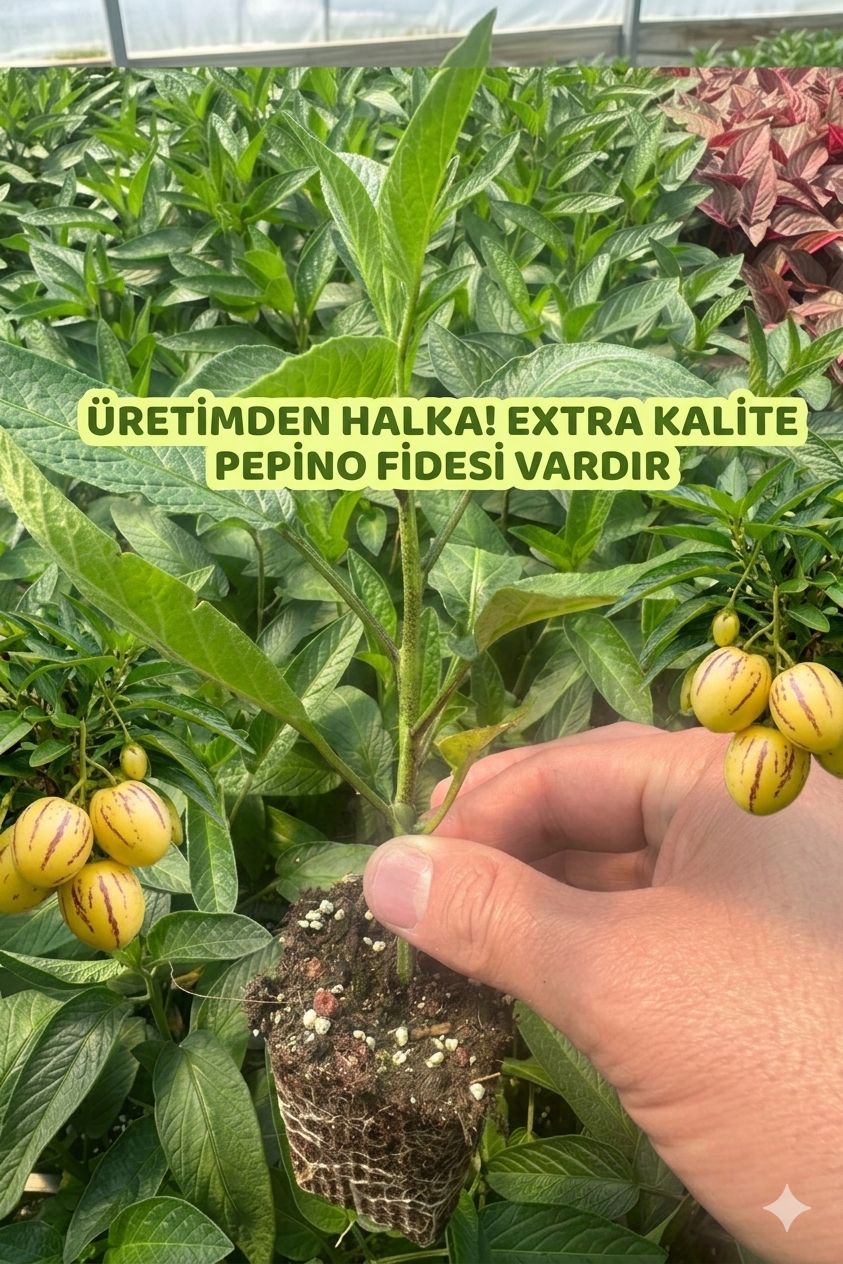 Pepino Fidesi | Bahçe ve Saksıya Uygun - 6 Adet - Görsel 2